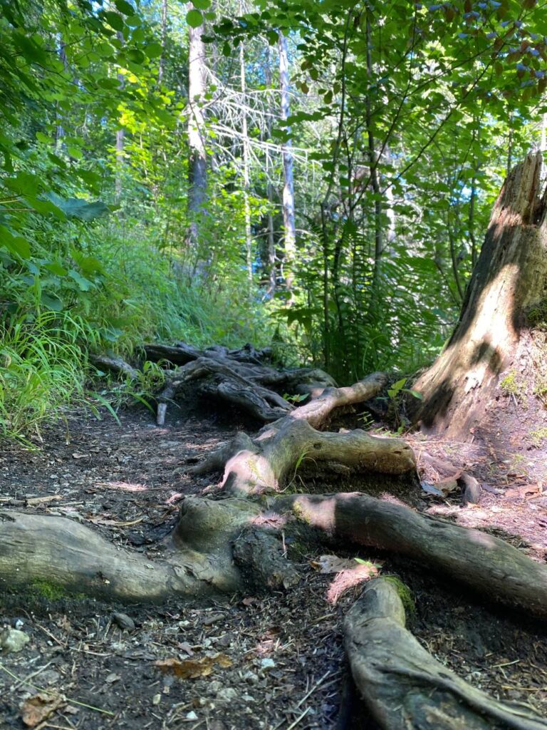 szlak na Letanovsky Mlyn w Słowackim Raju