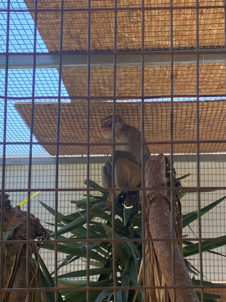 makak w Amazonas Park