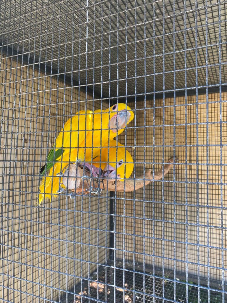 papugi w Amazonas Park