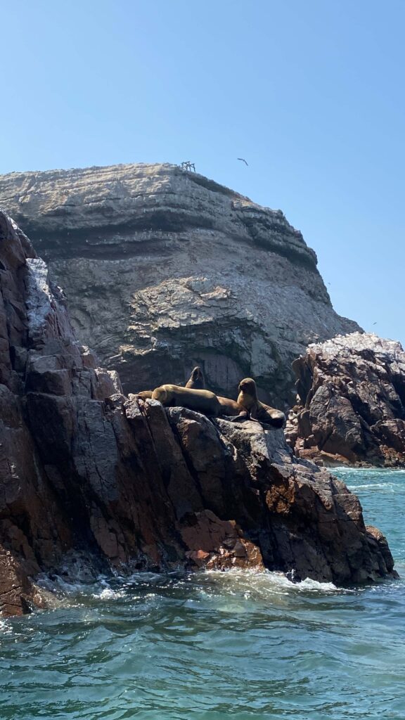 lwy morskie las islas ballestas Paracas Peru