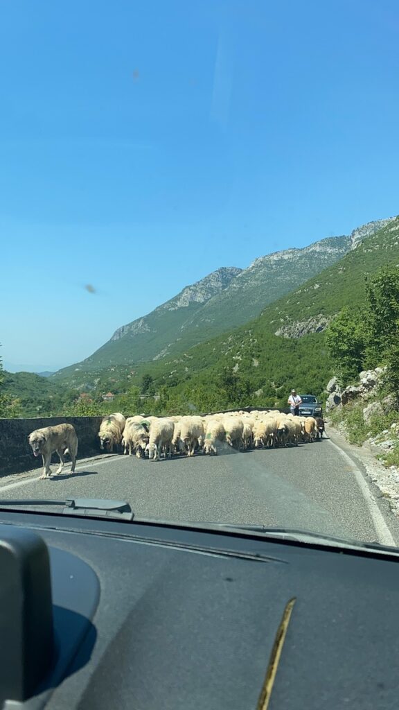 Owce na drodze asfaltowej, góry Albania