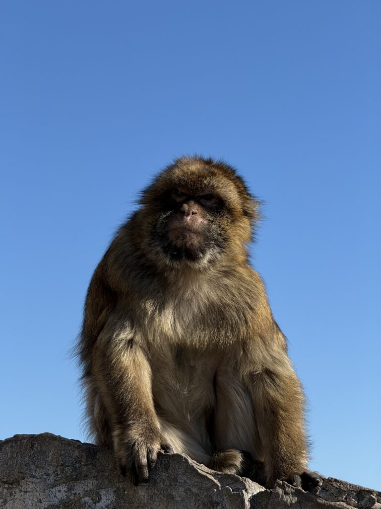 Makak małpka na tle błękitnego nieba Gibraltar